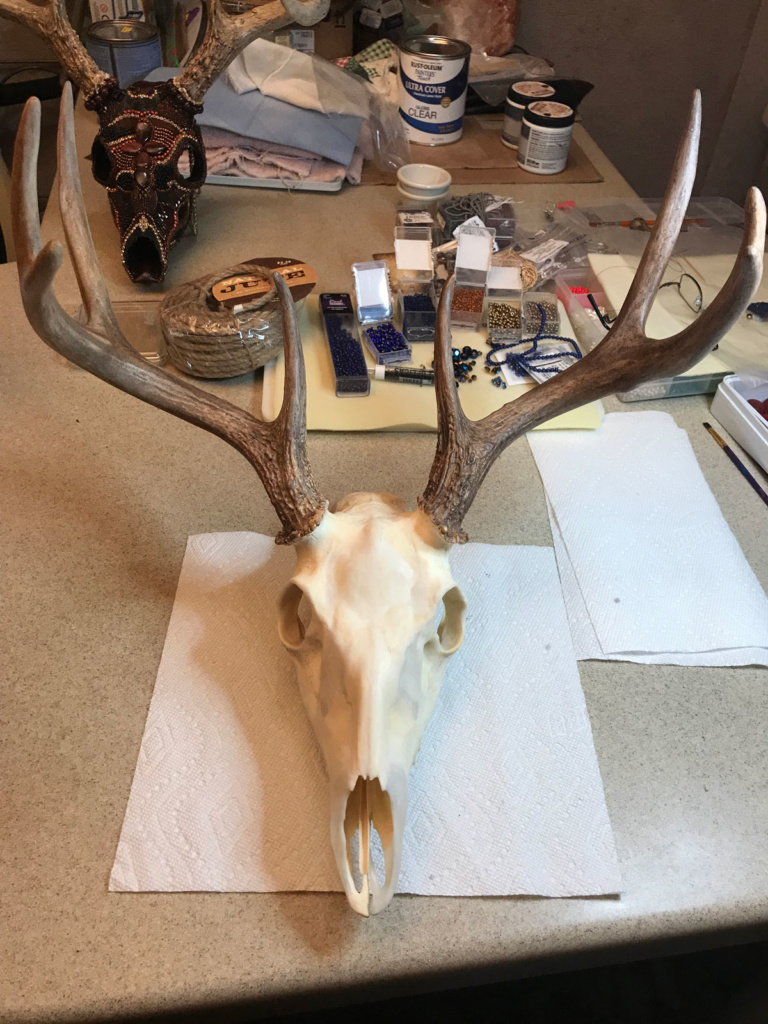 Painted antlers on a Whitetail deer skull prior to beading.