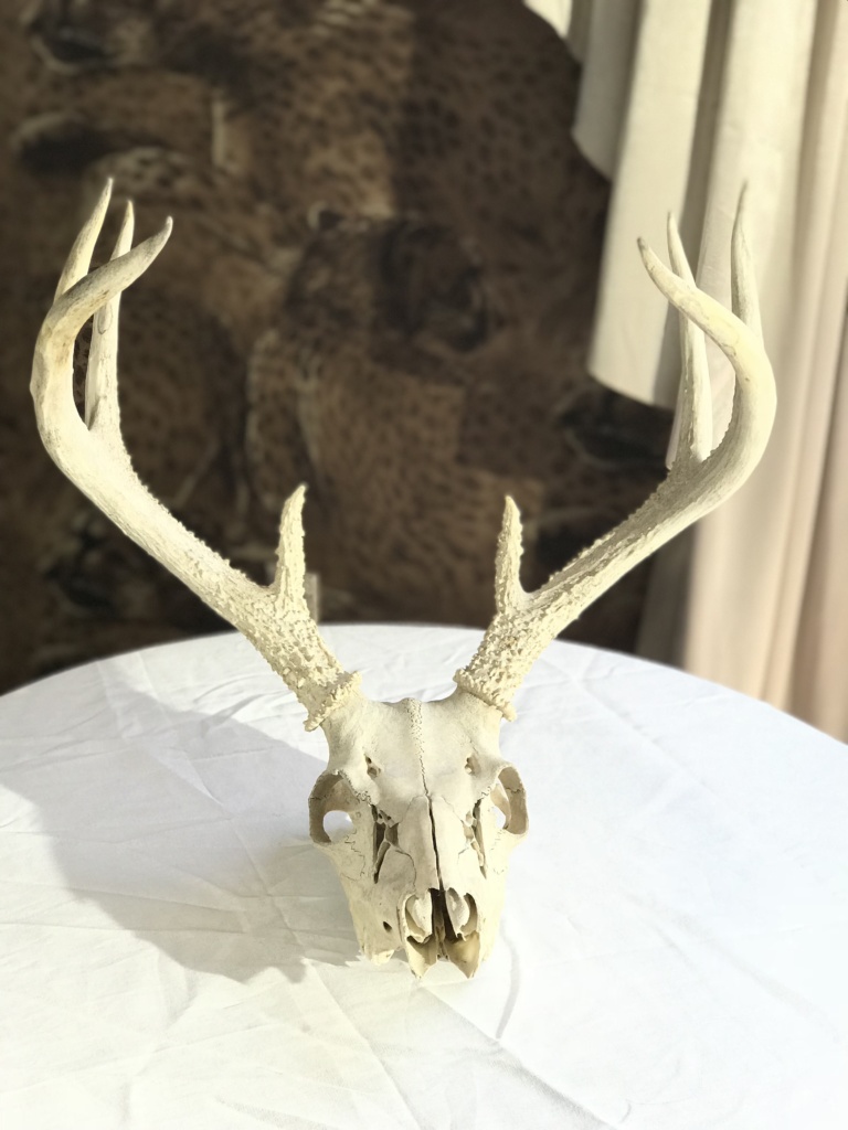 Whitetail Buck skull, after the cleaning process.