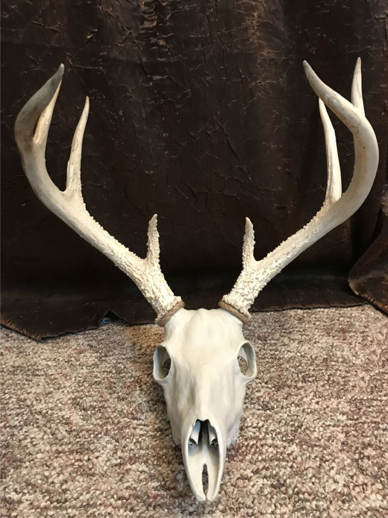 Beaded Whitetail buck skull, Mysterious after the paint stage.