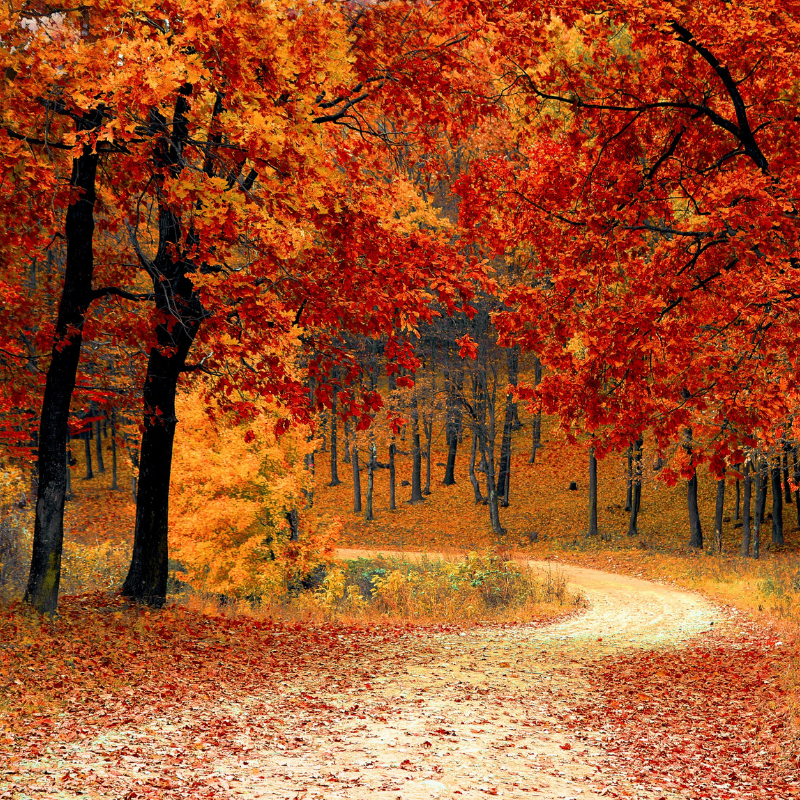 Wooded Autumn trail.