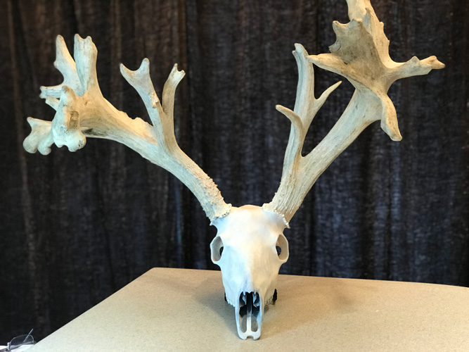 Whitetail skull in clay ready for beading process.