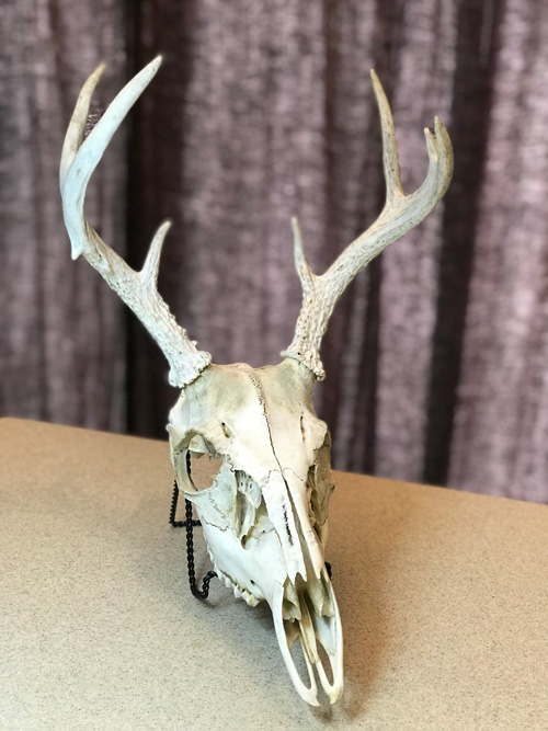 Whitetail buck to be beaded in Devon's honor.