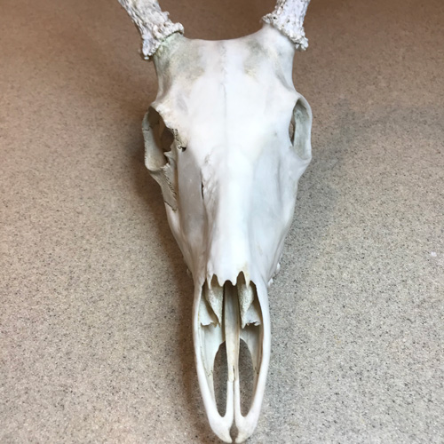 Devon's whitetail buck after clay is finished on the right side.