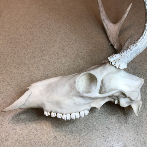 Finished with clay on the left side of this whitetail deer.
