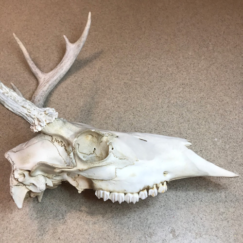 Clay work started on the ight side of deer skull.